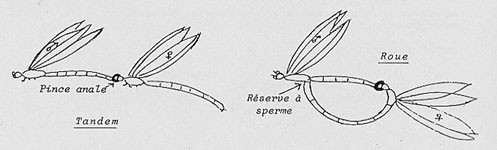 Accouplement des libellules.